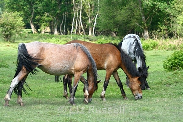  - Wildlife