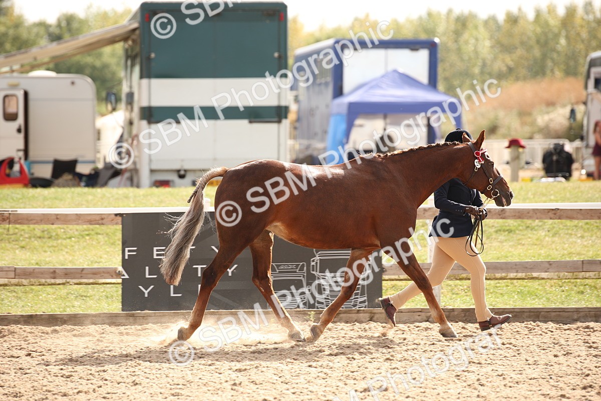 SBM_08165 - Class 27 - IH Competition Horse-Pony