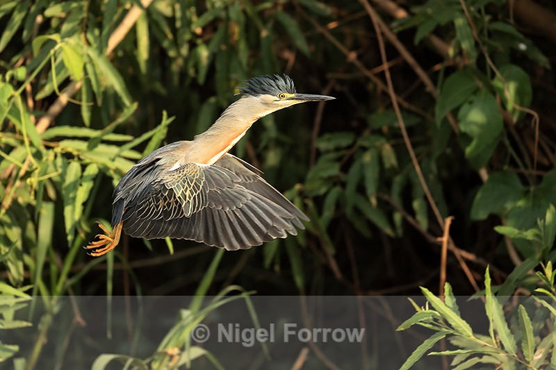 Striated Heron (adult) crest raised, takes off, Mato Grosso, Brazil - Striated Heron