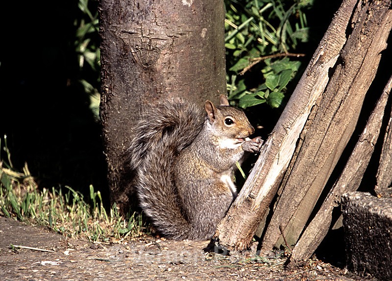 Grey Squirrel - Wildlife