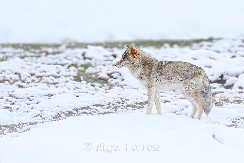 Coyote side view, Hayden Valley, Yellowstone National Park - Coyote