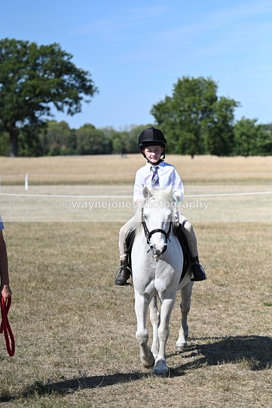 WJ7_1546 - Class 42 Most Handsome Gelding
