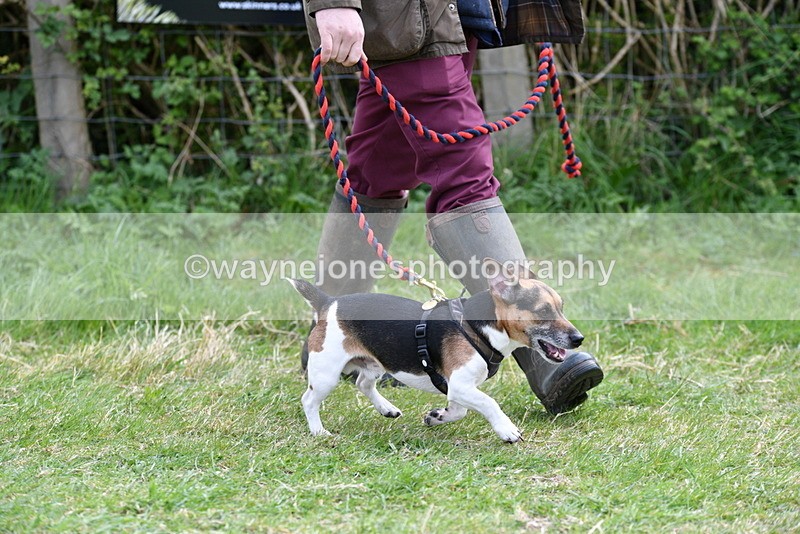 WJ5_0260 - Class 7 Best Terrier