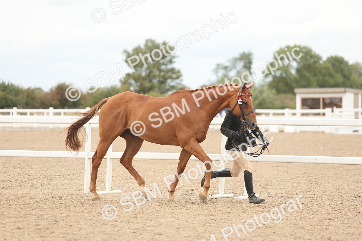 SBM_17078 - Class 313 - IH Retired Racehorse