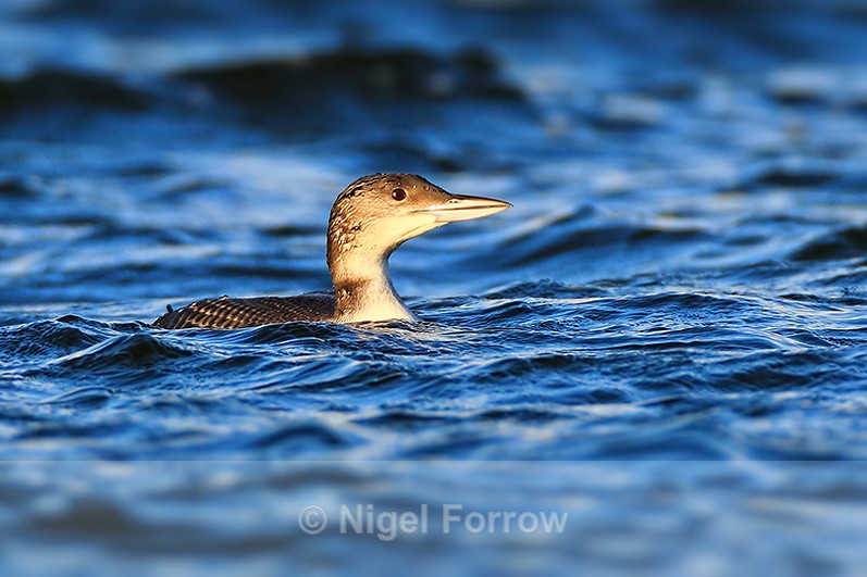 Great Northern Diver (juvenile) riding the waves at Farmoor Reservoir - Great Northern Diver
