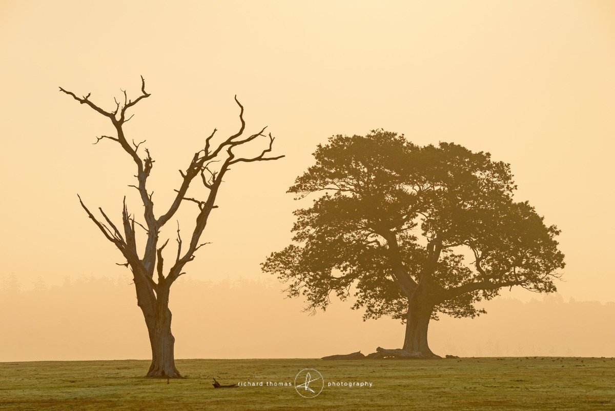 Two old - One2Tree