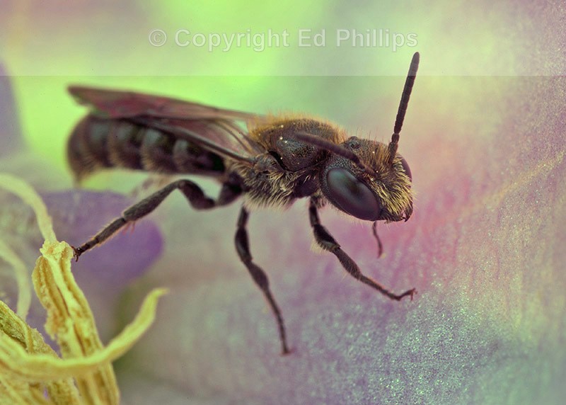 Chelostoma campanularum (m)