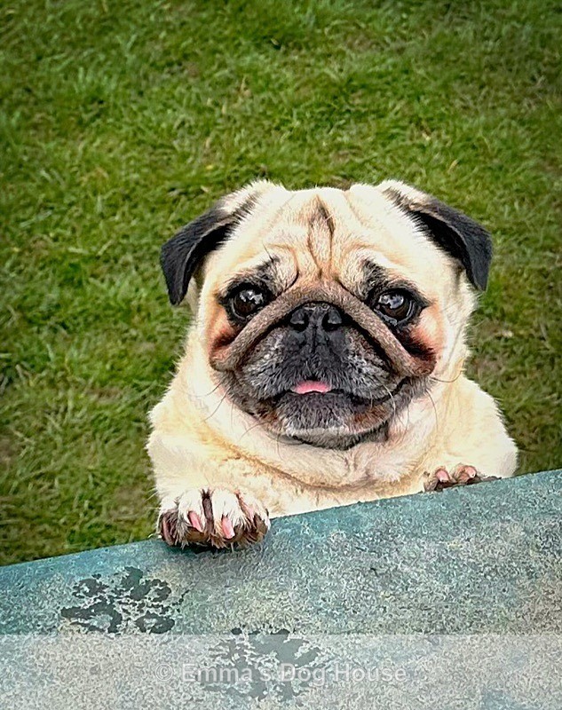  - Pawtraits