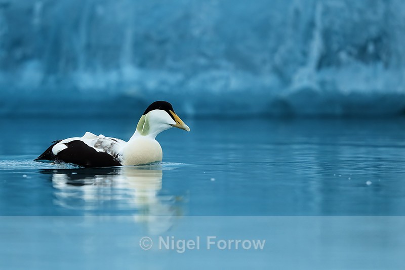 Eider (male) on blue water, Jokulsarlon, Iceland - Eider