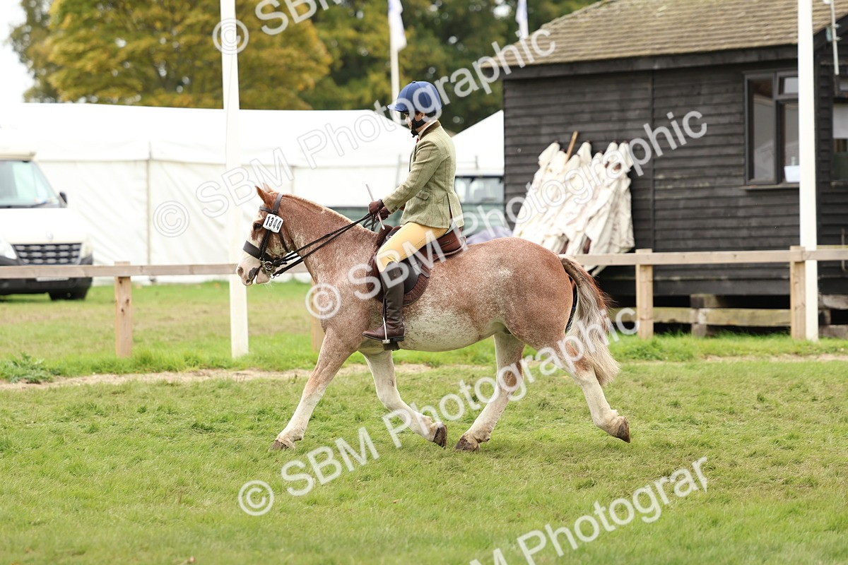 SBM_64626 - S58 - Coloured Pony Ridden