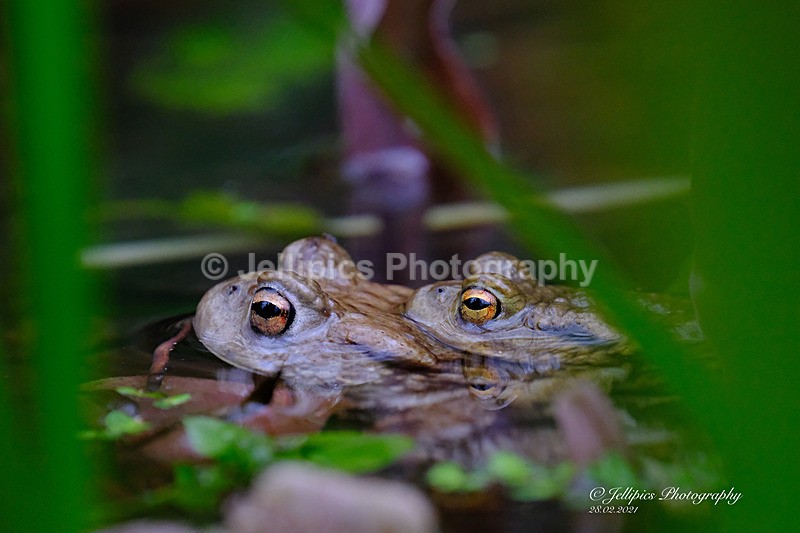  - Wildlife and Nature