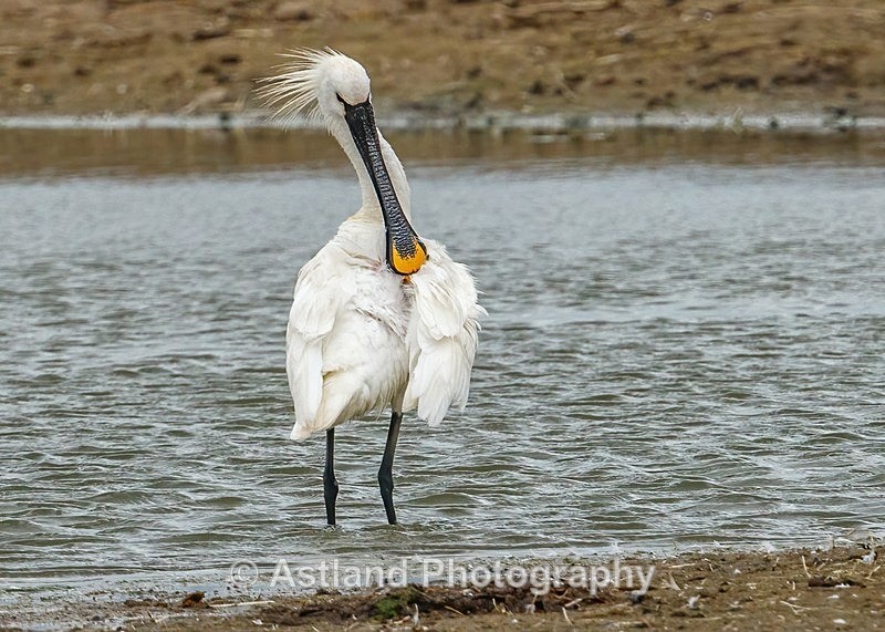 Astland Photography, Bird and Wildlife Images, Susan and Peter Wilson, U.K.