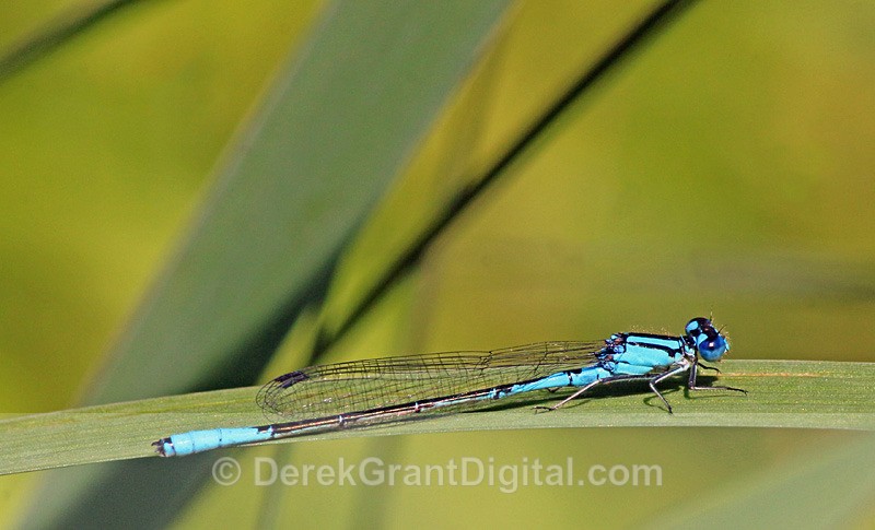 Azure Bluet (male) - Dragonflies of Atlantic Canada