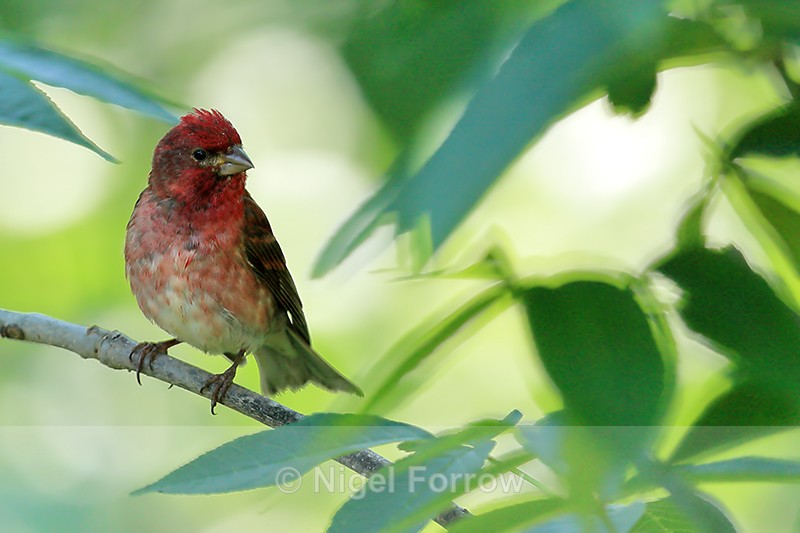 Purple Finch (male), Minnesota, USA - Purple Finch