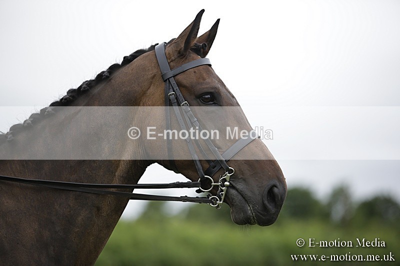 BVR160717-829 - Ring 1 BVRC Show 16/07/17