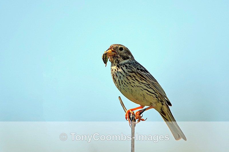 Corn Bunting - Lesvos ~ Other Birds