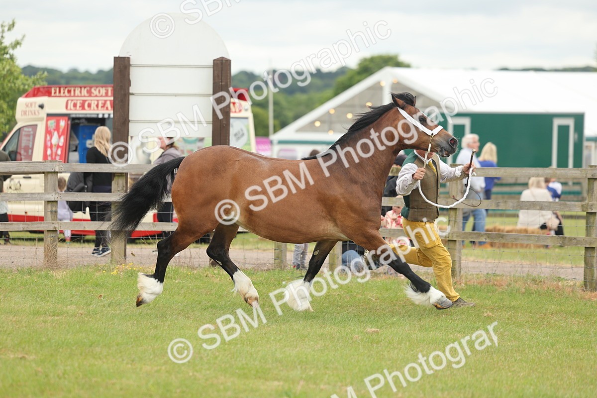 SBM_04886 - Class 50-57 - M&M Welsh Pony In Hand