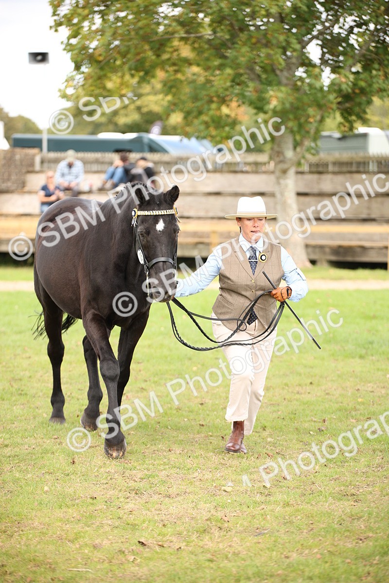 SBM_46346 - S25 - Mature Veteran In Hand