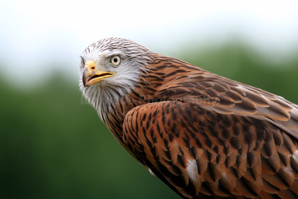 Red Kite _AGT062 - Farm & Zoo Animals