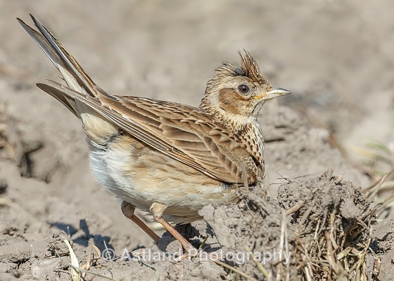 Astland Photography, Bird and Wildlife Images, Susan and Peter Wilson, U.K.