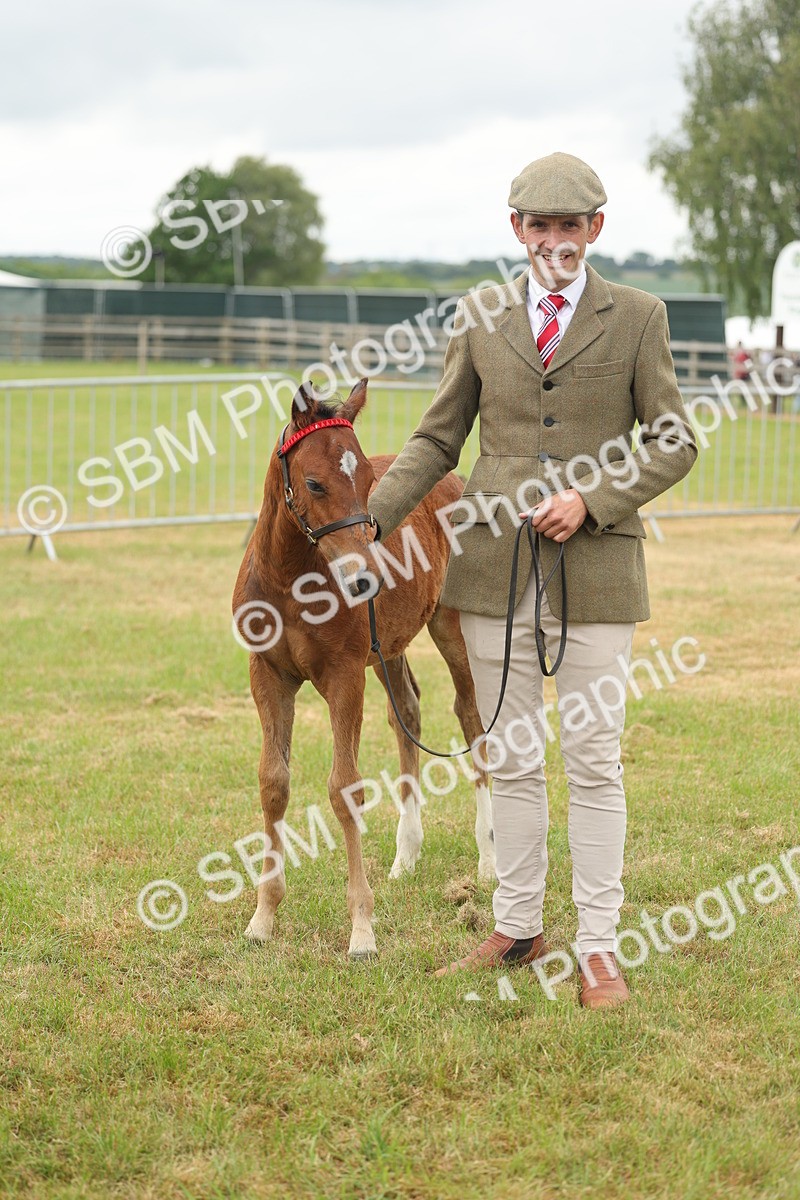 SBM_05533 - Class 68-73 - Riding Pony Breeding