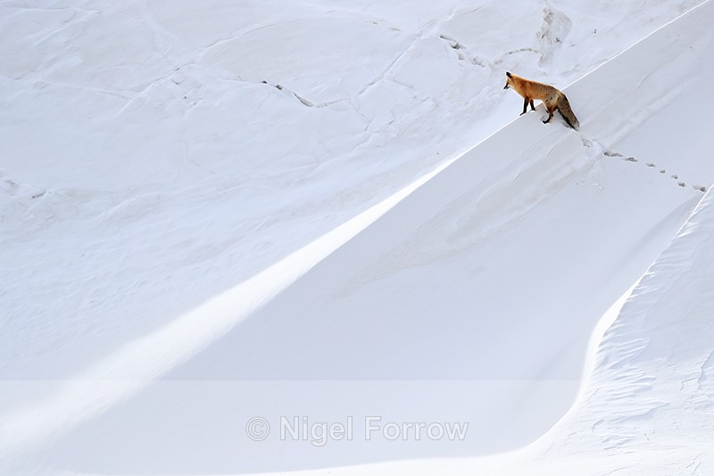 Red Fox at top of hill, Hayden Valley, Yellowstone National Park - Red Fox