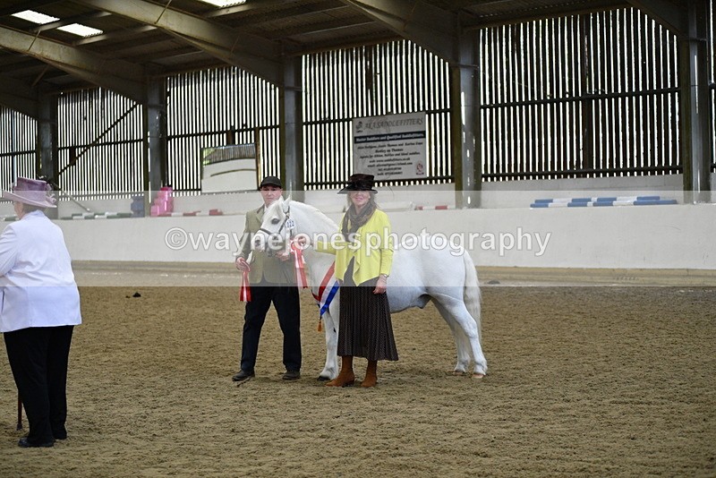 WJ5_5765 - Morning in hand Championship
