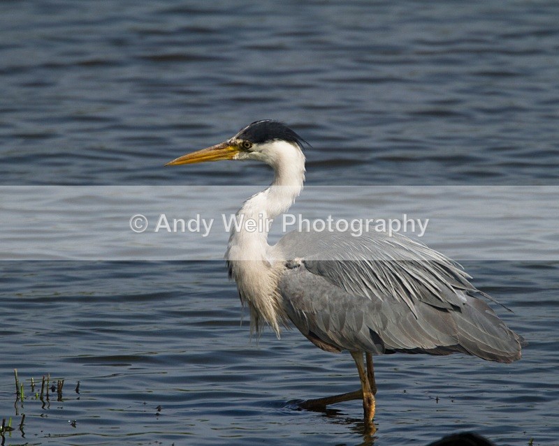 20110425-IMG_5045 - Grey Heron