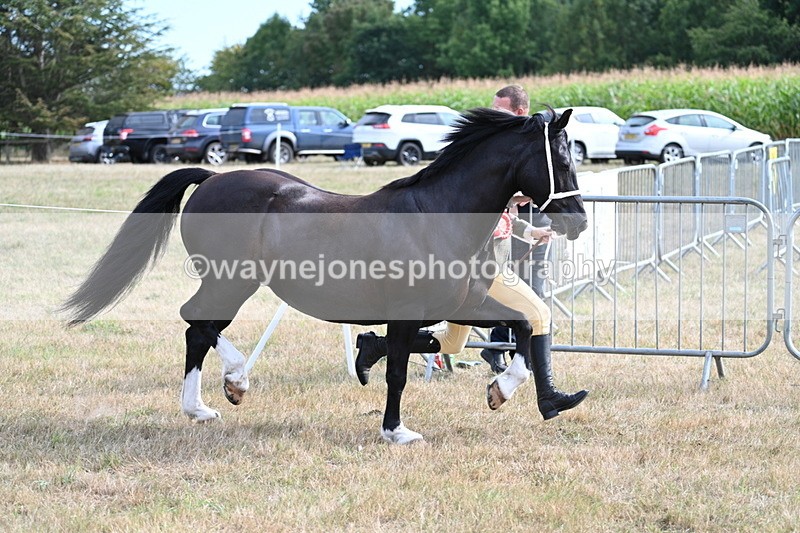 WJ7_8223 - In-hand Championship