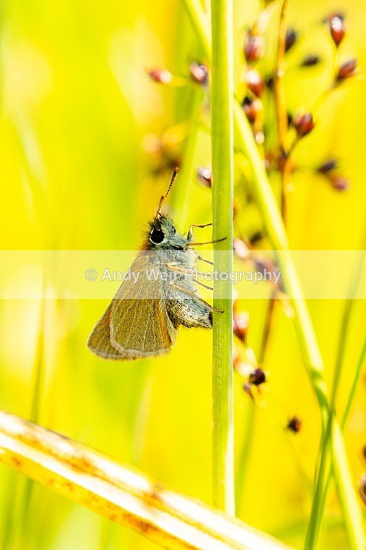 20180704-Rixton-3K8A1832 - Butterflies & Moths