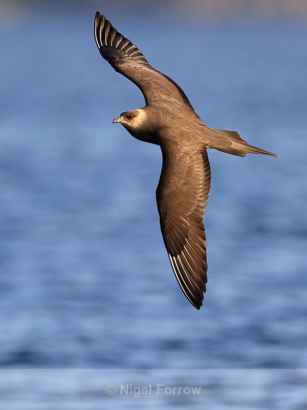 Parasitic Jaeger in flight, Flatanger, Norway - Arctic Skua
