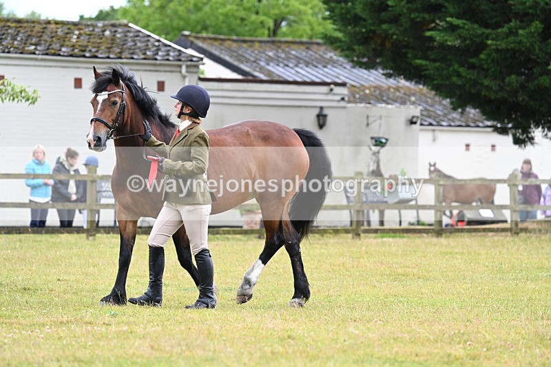WJ7_6435 - Class 4a Prettiest Mare over 14hh