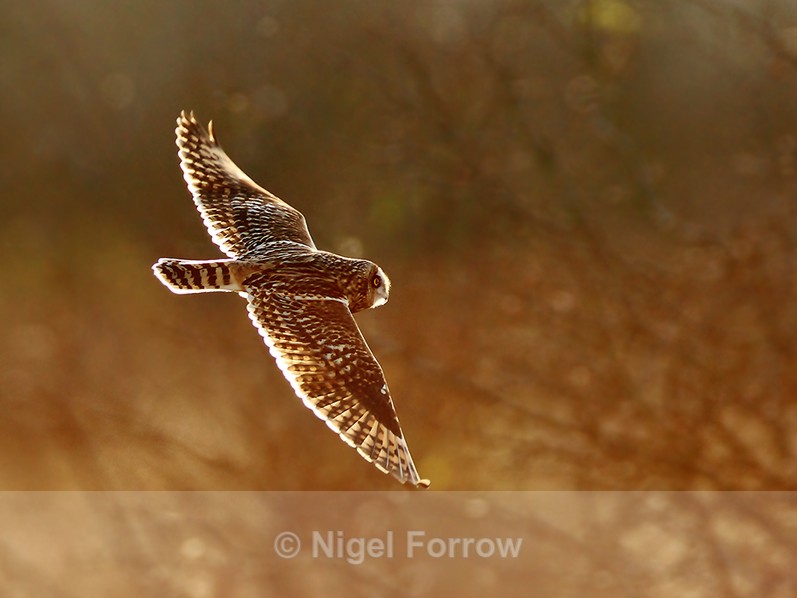 Short-eared Owl in flight at Otmoor - Short-eared Owl