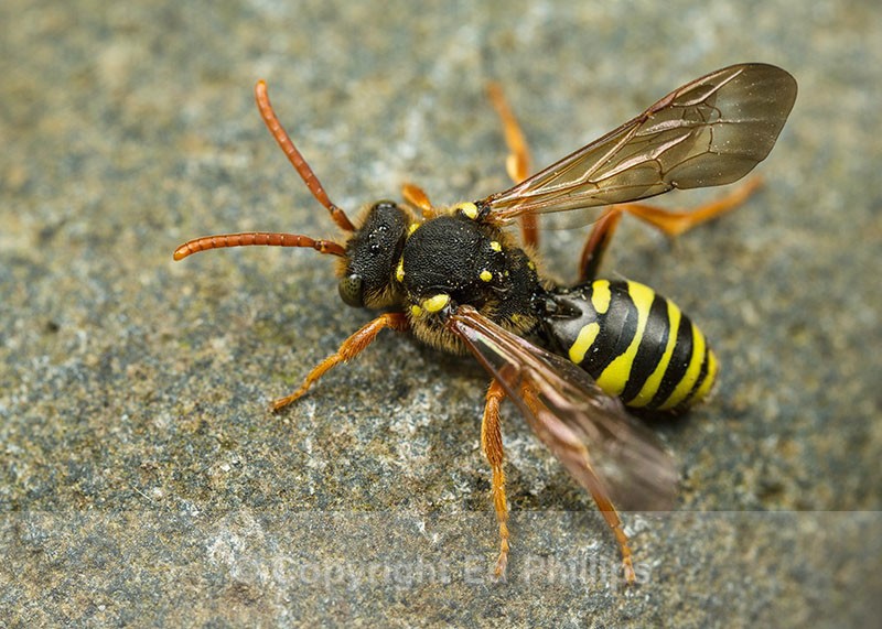 Nomada goodeniana (f) - Nomada goodeniana