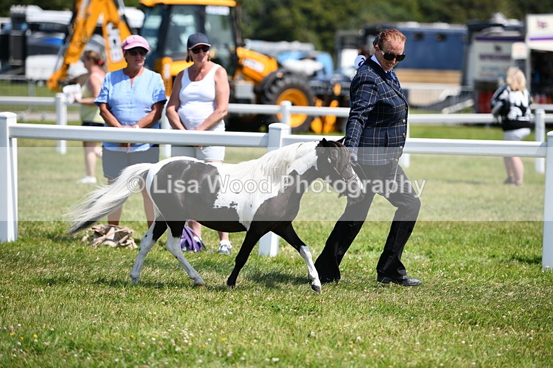DSC_7934 - Coloured Horse In Hand Championship