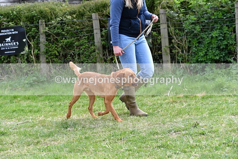 WJ5_9562 - Class 3 Most Handsome Dog