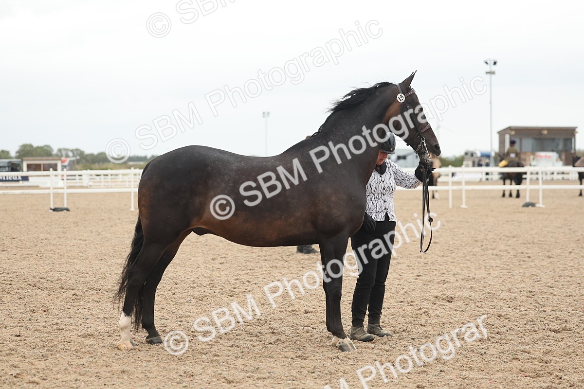 SBM_19350 - Class 317 - IH Pure Bred Horse-Pony