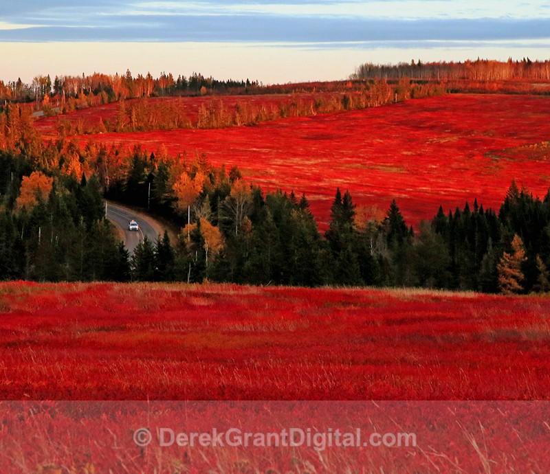 Drive thru Autumn - Autumn Foliage