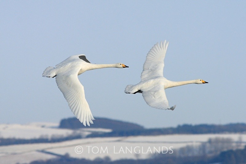 Whooper Swans - Swans and Geese