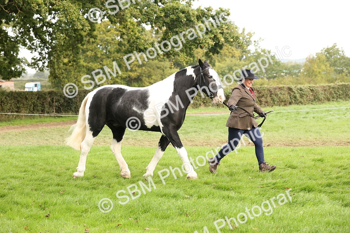 SBM_57487 - S56 - Show Cob in Hand