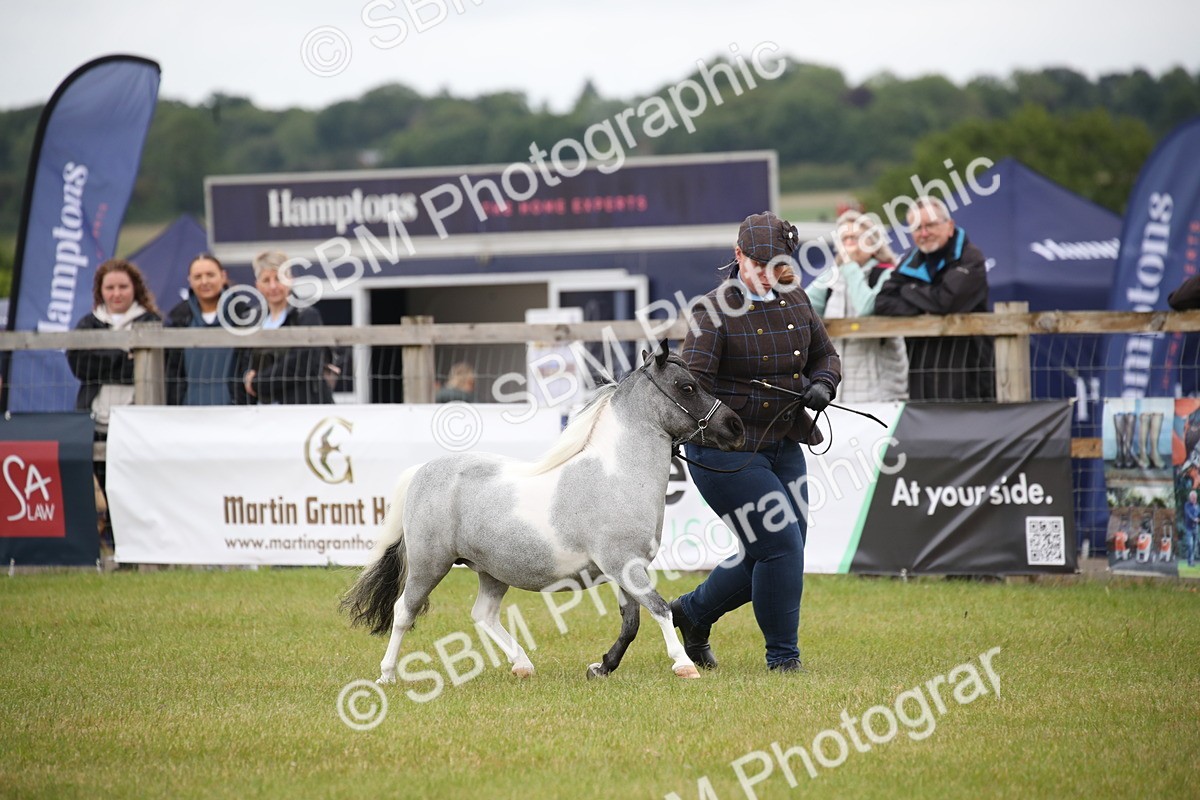 SBM_03894 - Class 23-25 - British Miniature Horse of the Year