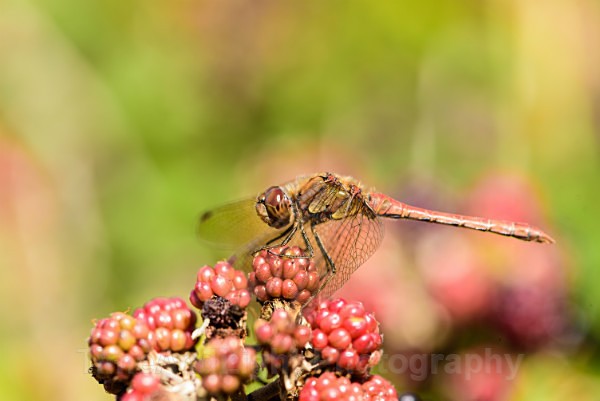 Male Common darter - Dragonflies & Damselflies