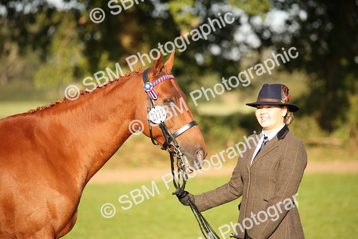 SBM_57576 - S50 - Foreign Breeds In Hand