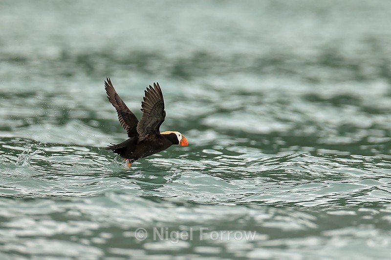 Tufted Puffin takes off from sea, Duck Island, Alaska - Tufted Puffin