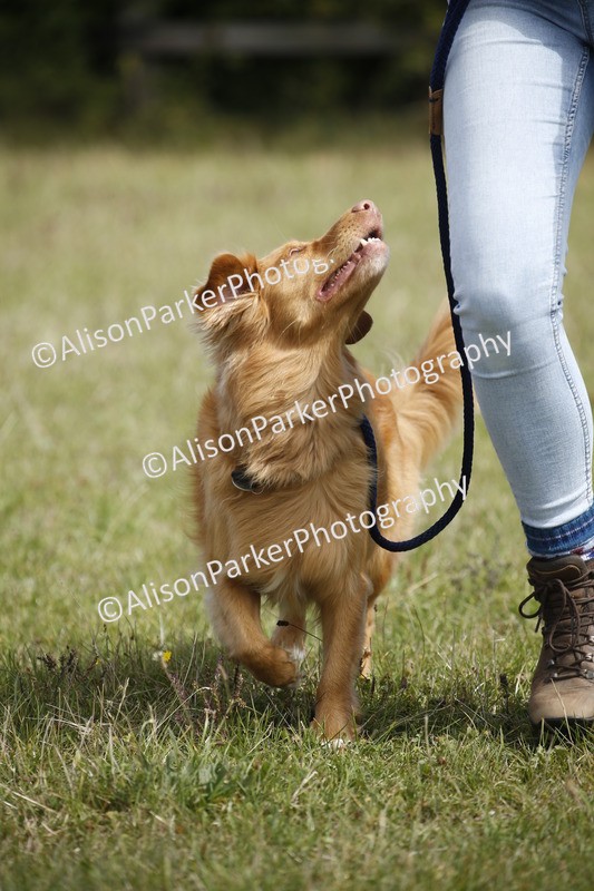 20250831-3769 - Dog Show