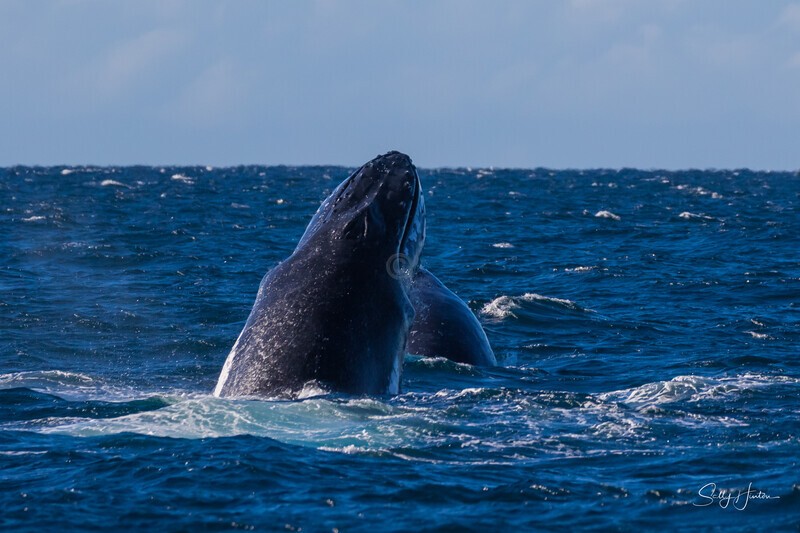 Double Head Lunge 4. 0A3A1714 - 2025 Whales
