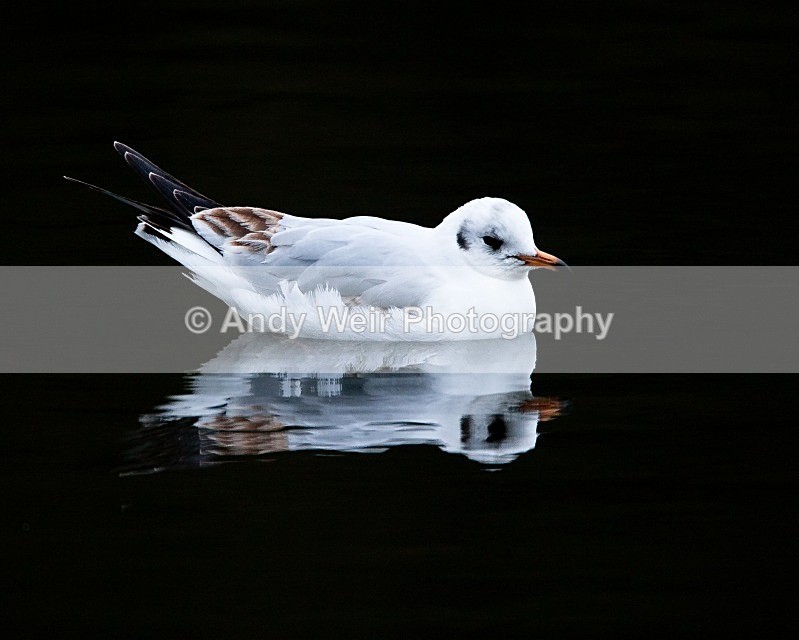 20090214-064 - Black-headed Gull