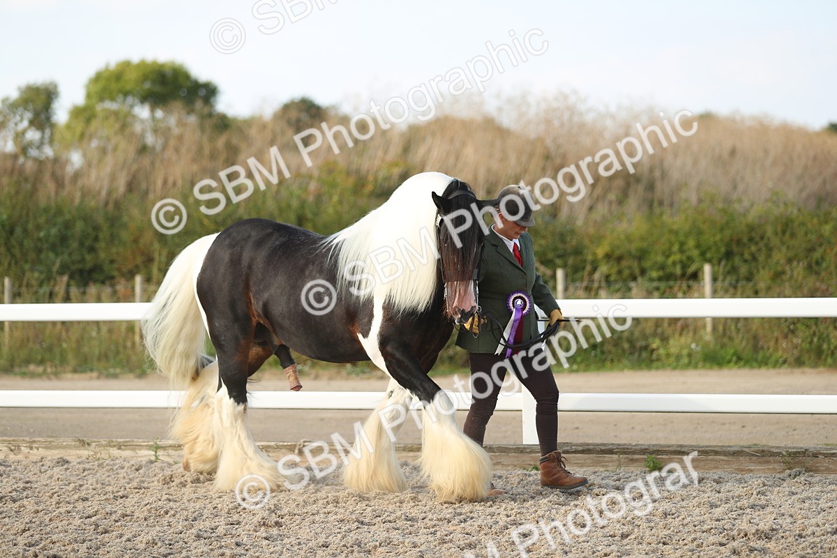SBM_08733 - Class 28 - IH Veteran Horse