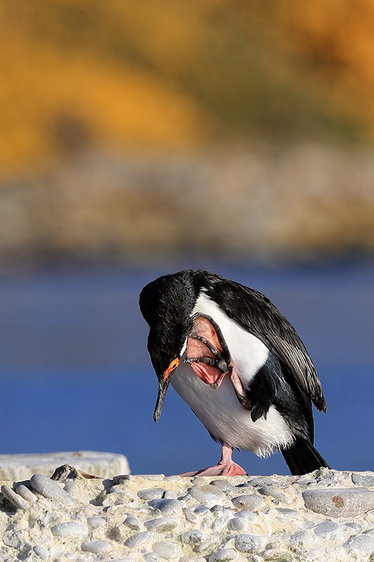 Rock Shag scratching, Carcass Island, Falklands - Rock Shag