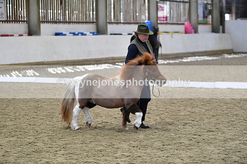 WJ5_4871 - Class 7 In hand coloured / odd coloured